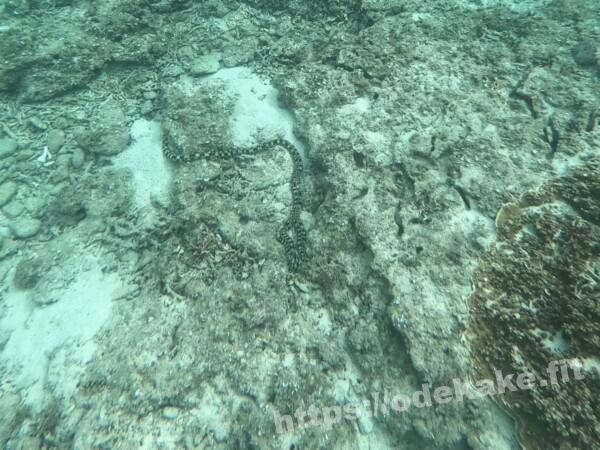 阿嘉島の写真／真謝浜（阿嘉ビーチ）のウミヘビ