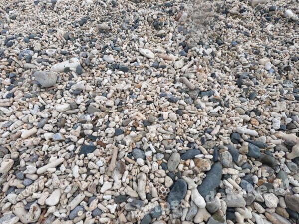 阿嘉島の写真／真謝浜（阿嘉ビーチ）の砂利