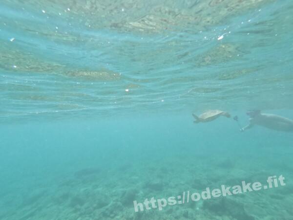 阿嘉島の写真／真謝浜（阿嘉ビーチ）のウミガメ