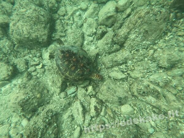 阿嘉島の写真／真謝浜（阿嘉ビーチ）のウミガメ