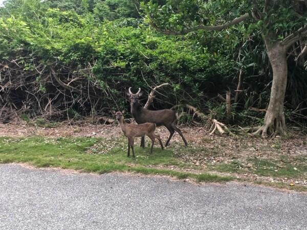 2020/9 阿嘉島の写真/慶良間鹿