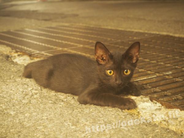 旅の写真（可愛い黒猫ちゃん）