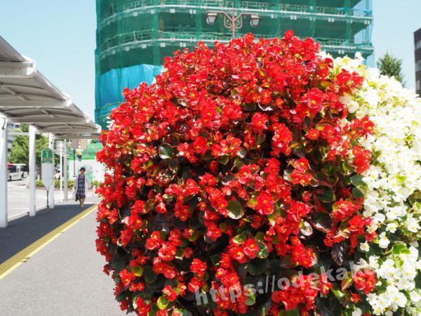 旅の写真（新潟駅の風景）