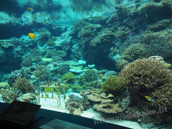 2021.4 サンゴの海／沖縄美ら海水族館
