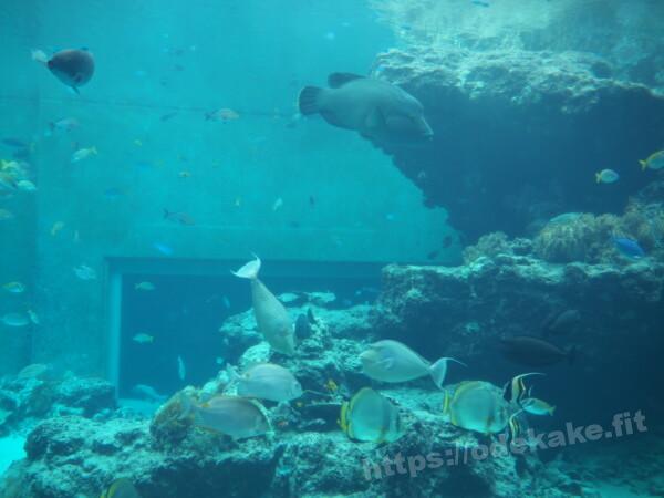 2021.4 熱帯魚の海／沖縄美ら海水族館