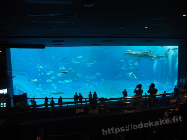 2021.4 黒潮の海／沖縄美ら海水族館