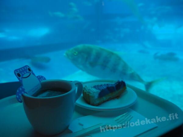 2021.4 カフェ オーシャンブルー@沖縄美ら海水族館