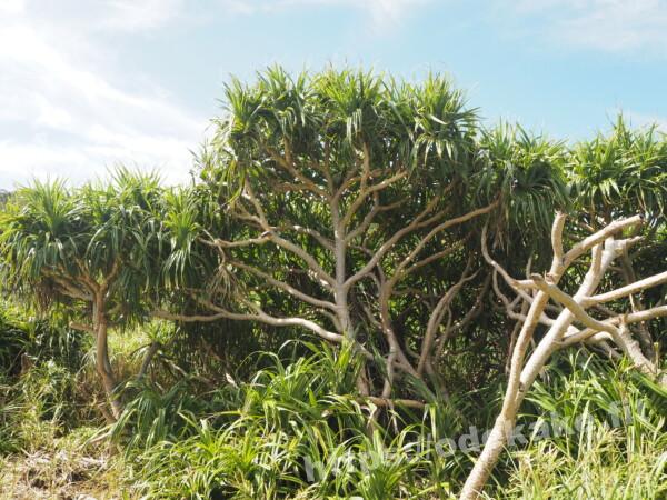 旅の写真／慶留間島のアジャヌムトゥ展望台の途中にある木