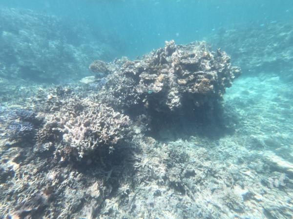 旅の写真／石西礁湖のごつごつした珊瑚
