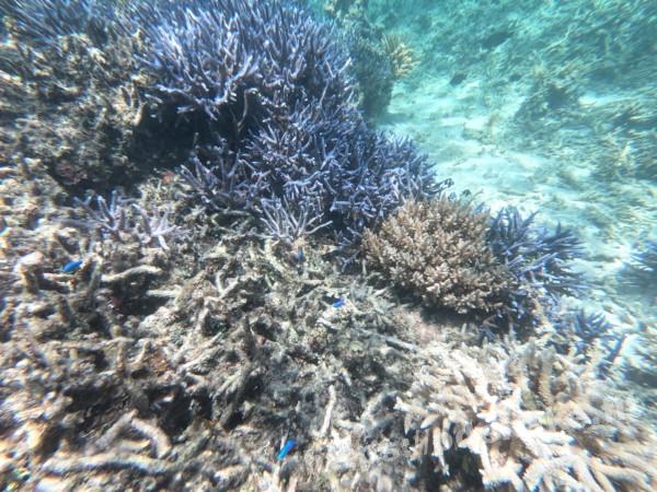 旅の写真／石西礁湖の立派な青いエダサンゴ