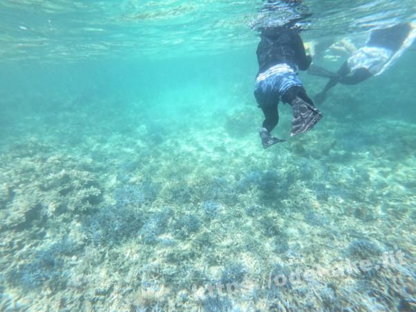 旅の写真／石西礁湖の珊瑚の海をシュノーケリング