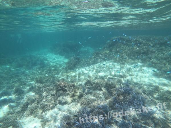 旅の写真／石西礁湖の水中（小魚と珊瑚）