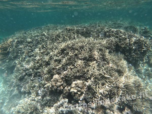 旅の写真／石西礁湖の水面近くまで発達した珊瑚礁