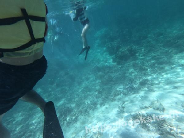 旅の写真／石西礁湖でのシュノーケリングの様子