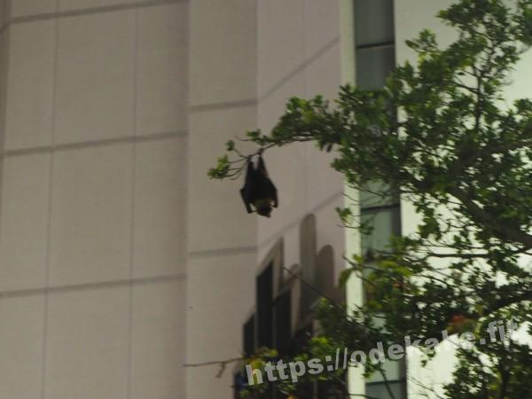 旅の写真／那覇県庁前駅の木に大きなコウモリがいる