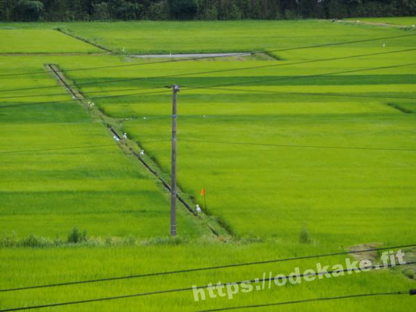 旅の写真／ホテルニュー桂からの朝の田んぼの眺め