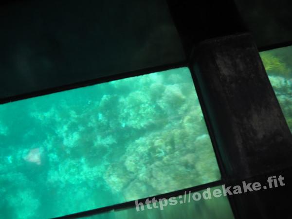 旅の写真／グラスボートから見える尖閣湾の岩ばった海底