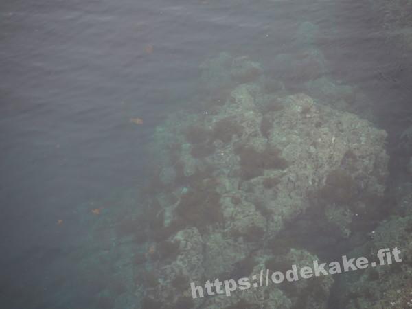 旅の写真／透明度高い尖閣湾の海