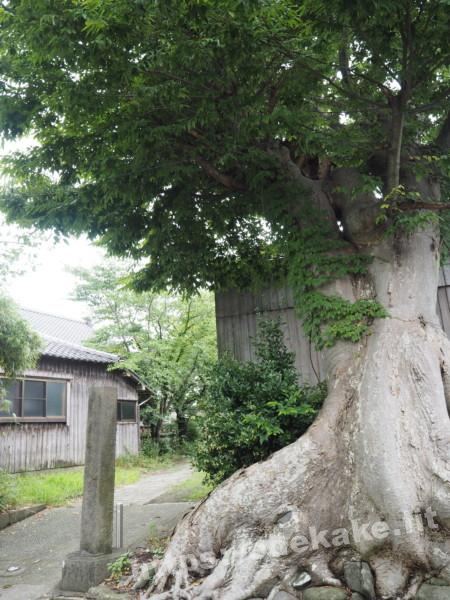 旅の写真／河原田諏訪町にある諏訪神社の木