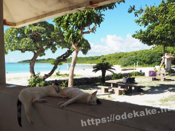 旅の写真／竹富島コンドイビーチのぐうたらな島猫２匹