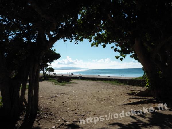 旅の写真／この木のアーチを抜けると竹富島コンドイビーチへ