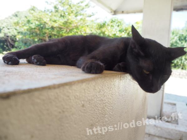 旅の写真／竹富島コンドイビーチの眠そうな黒猫