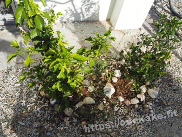 旅の写真／竹富島の大浜荘と内盛荘の間の売店の植木の貝殻
