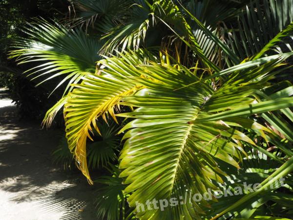 旅の写真／由布島植物園の南国の大きな葉っぱ