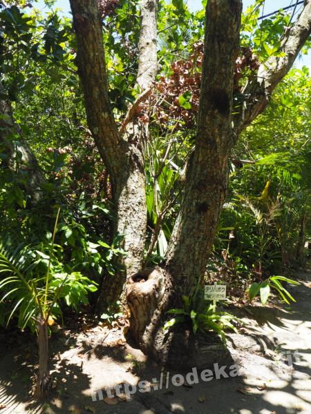 旅の写真／由布島亜熱帯植物園のテリハボク
