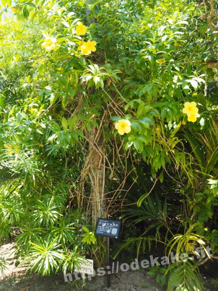 旅の写真／由布島亜熱帯植物園のアリアケカズラ