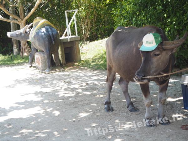 旅の写真／由布島の水牛ルイ君と写真スポットの水牛像