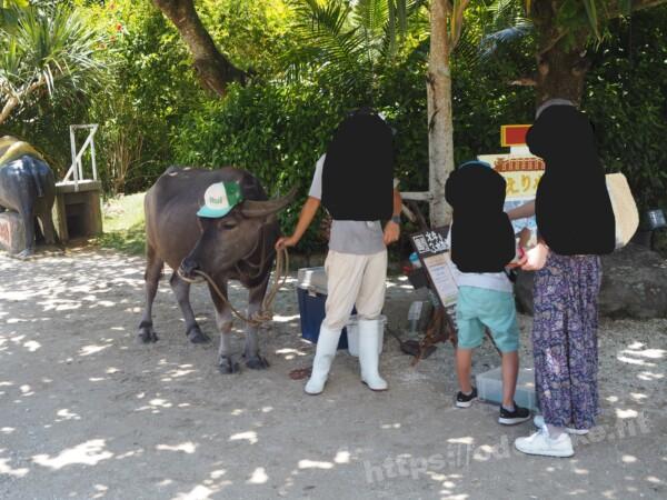 旅の写真／由布島では水牛と触れ合えます