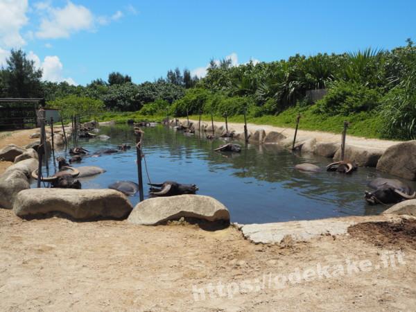 旅の写真／由布島の水牛の池