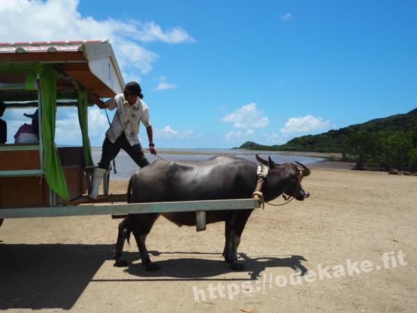旅の写真／由布島からの帰りの水牛車