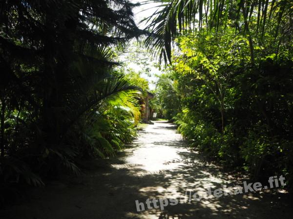 旅の写真／由布島の亜熱帯植物園