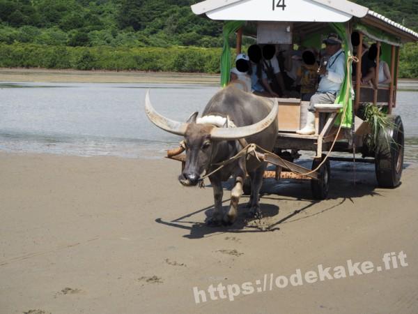 旅の写真／水牛車が続々と由布島に到着します