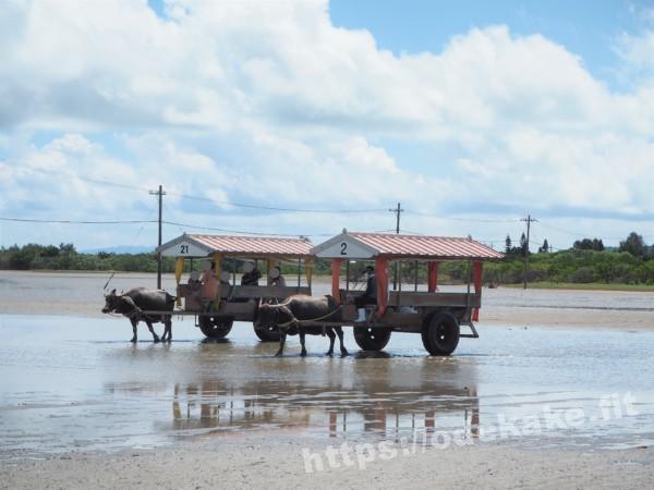 旅の写真／由布島に渡る水牛車
