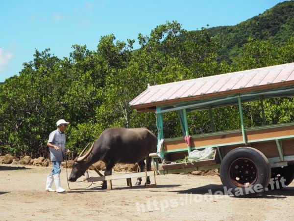 旅の写真／水牛車の準備をする水牛
