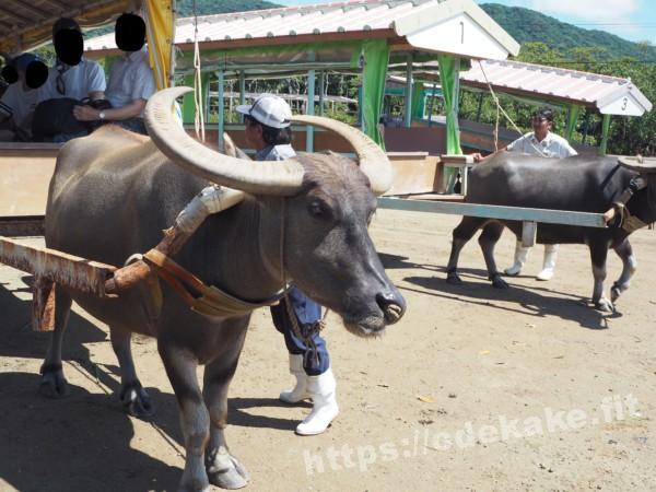 旅の写真／水牛車を引く水牛