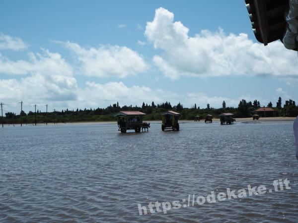 旅の写真／由布島に渡る水牛車からの景色